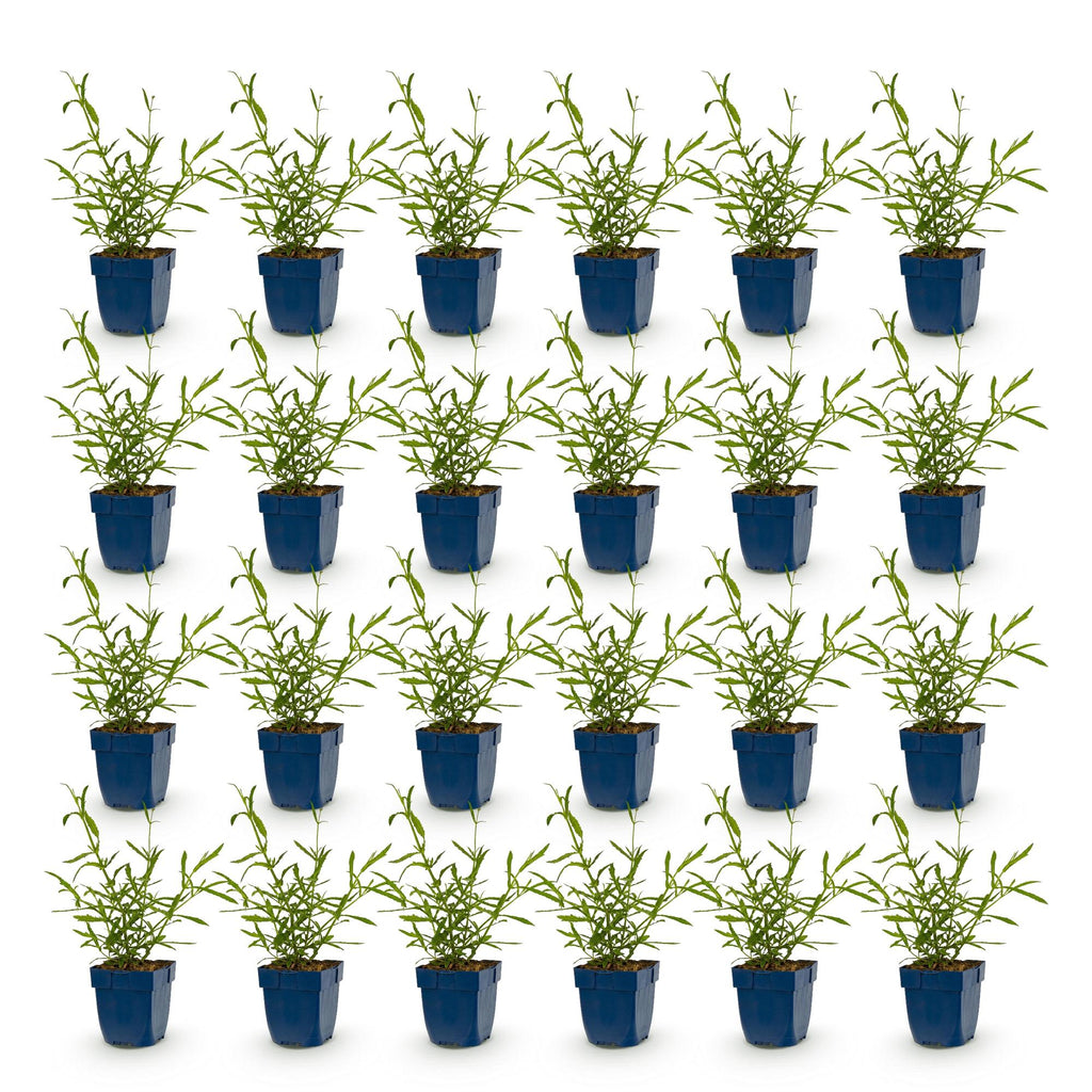 Green boutiQ - Stauden - Verbena bonariensis Lollipop - Eisenkraut - Bienen- und Schmetterlingsmagnet - Lila - 24 Pflanzen - 11 cm Topf - Höhe 15-25 cm