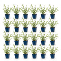 Green boutiQ - Stauden - Verbena bonariensis Lollipop - Eisenkraut - Bienen- und Schmetterlingsmagnet - Lila - 24 Pflanzen - 11 cm Topf - Höhe 15-25 cm