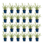 Green boutiQ - Stauden - Verbena bonariensis Lollipop - Eisenkraut - Bienen- und Schmetterlingsmagnet - Lila - 24 Pflanzen - 11 cm Topf - Höhe 15-25 cm