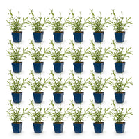 Green boutiQ - Vasteplant - Verbena bonariensis Lollipop - Ijzerhard - Bijen en Vlinderlokkers - Paars - 24 Planten - Pot 11cm - Hoogte 15-25cm