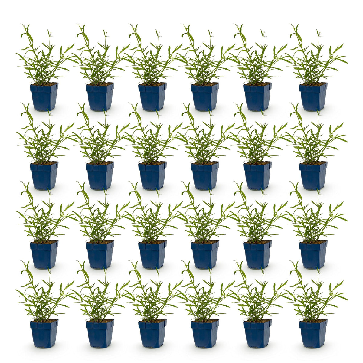 Green boutiQ - Stauden - Verbena bonariensis Lollipop - Eisenkraut - Bienen- und Schmetterlingsmagnet - Lila - 24 Pflanzen - 11 cm Topf - Höhe 15-25 cm