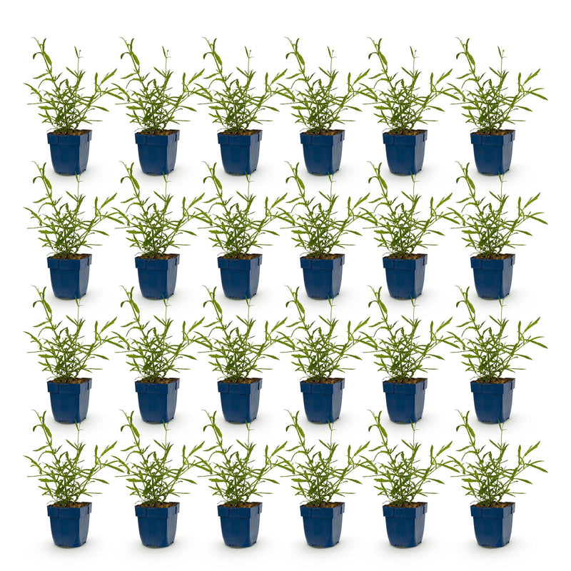 Green boutiQ - Vasteplant - Verbena bonariensis Lollipop - Ijzerhard - Bijen en Vlinderlokkers - Paars - 24 Planten - Pot 11cm - Hoogte 15-25cm