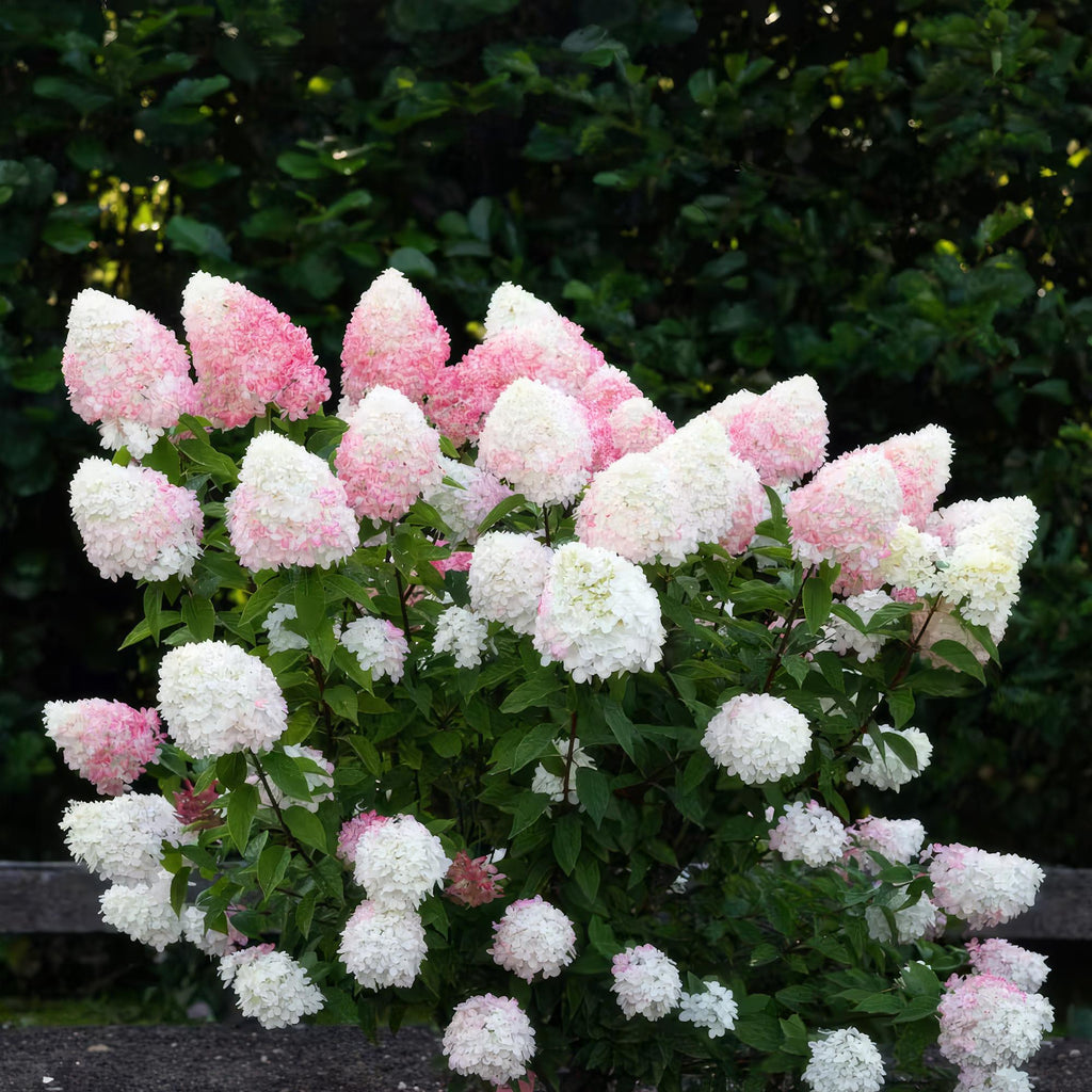 Green boutiQ - Gartenpflanze - Hydrangea paniculata Living Pink & Rose - Rispenhortensie - Winterhart - Rosa - 3 Pflanzen - Topf 12cm - Höhe 20-30cm