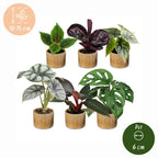 6x Baby Jungle Mix - Various colours - Tropical - incl. Linnea Honey - Ø6cm - ↕10-15cm