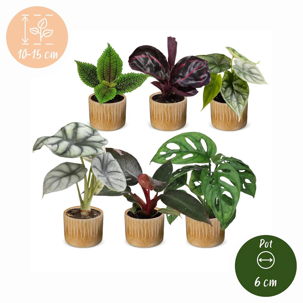 6x Baby Jungle Mix - Various colours - Tropical - incl. Linnea Honey - Ø6cm - ↕10-15cm