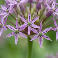 120x Allium Christophii - Sterrenlook - Paars - Zomerbloeier - Bolmaat 10/12