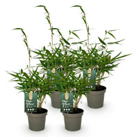Green boutiQ - Grassen - Fargesia robusta Pingwu - Niet Woekerende Bamboe - Bladhoudend - Groen - 4 Planten - Pot 14 cm - Hoogte 35 cm