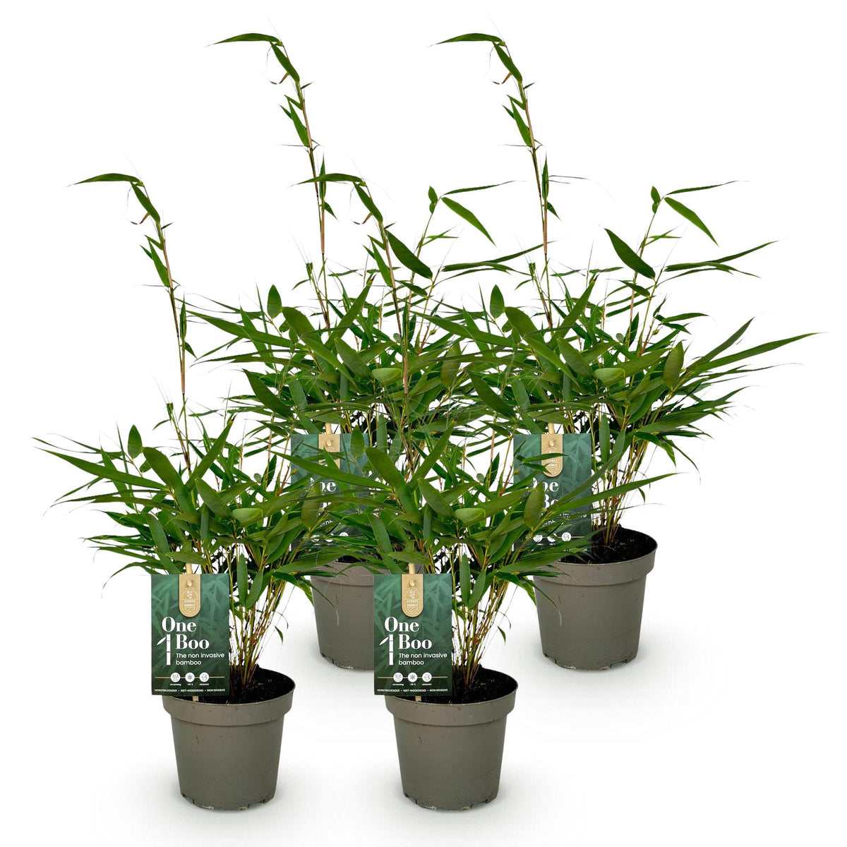 Green boutiQ - Graminées - Fargesia robusta Pingwu - Bambou non traçant - Persistant - Vert - 4 plantes - Pot 14 cm - Hauteur 35 cm
