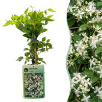 4x Clematis vitalba - Old man's beard - White - Climber - Ø9cm - ↕35cm