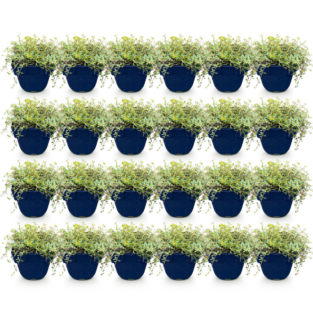Green boutiQ - Perennial - Thymus praecox Red Carpet - Creeping Thyme - Fragrant - Red-Pink - 24 Plants - Pot 11cm - Height 15-25cm