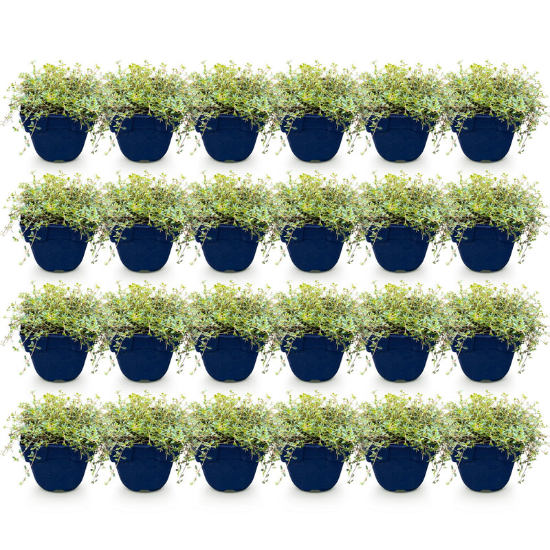 Green boutiQ - Perennial - Thymus praecox Red Carpet - Creeping Thyme - Fragrant - Red-Pink - 24 Plants - Pot 11cm - Height 15-25cm