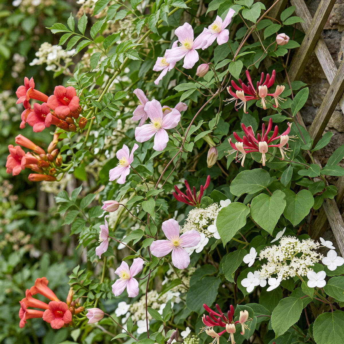 4x Klimplanten Rainbow Courfull - Rainbow Colorful Climbing Plants - Light Pink - White - Purple - Climber - Ø9cm - ↕35cm