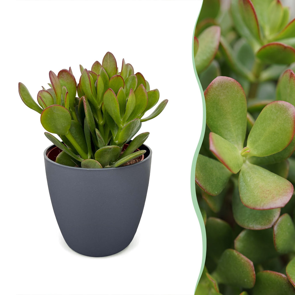 Crassula Ovata - Jade plant - Green - Succulent/cactus - incl. grijze pot - Ø12cm