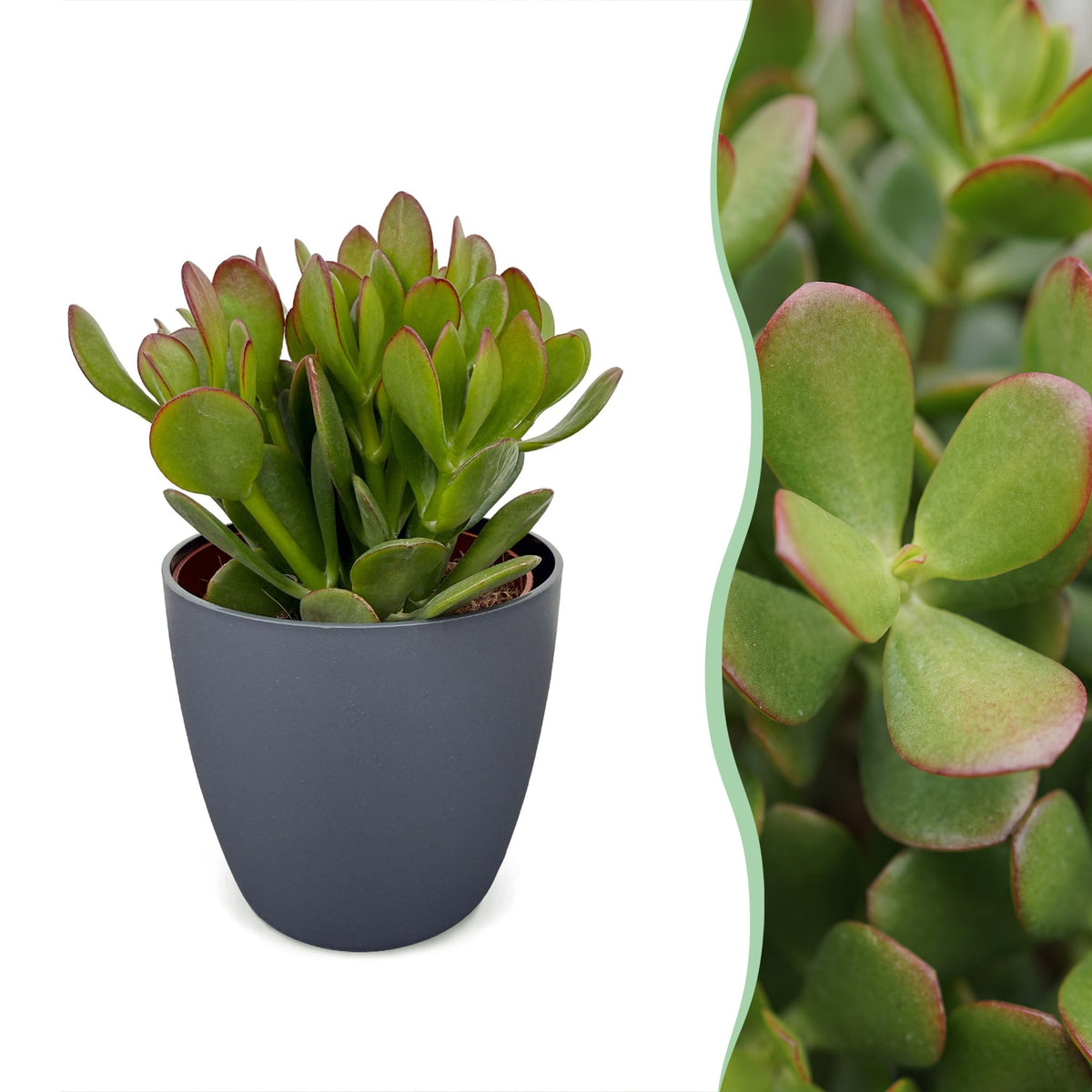 Crassula Ovata - Jade plant - Green - Succulent/cactus - incl. grijze pot - Ø12cm