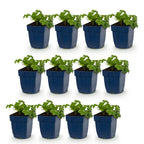 Green boutiQ - Stauden - Geranium macr. Czakor - Storchschnabel - Bodendeckend - Purpur-Rosa - 12 Pflanzen - Topf 11cm - Höhe 15-25cm