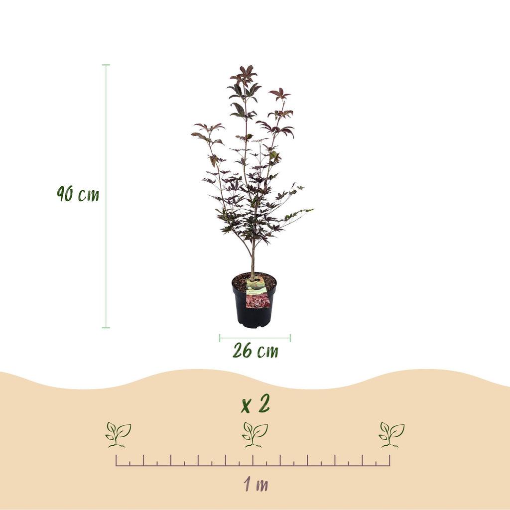Green boutiQ - Plante de jardin - Acer palmatum Bloodgood - Érable du Japon - Caduc - Rouge - 1 - Pot 26cm - Hauteur 90cm