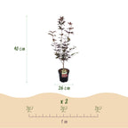 Green boutiQ - Plante de jardin - Acer palmatum Bloodgood - Érable du Japon - Caduc - Rouge - 1 - Pot 26cm - Hauteur 90cm