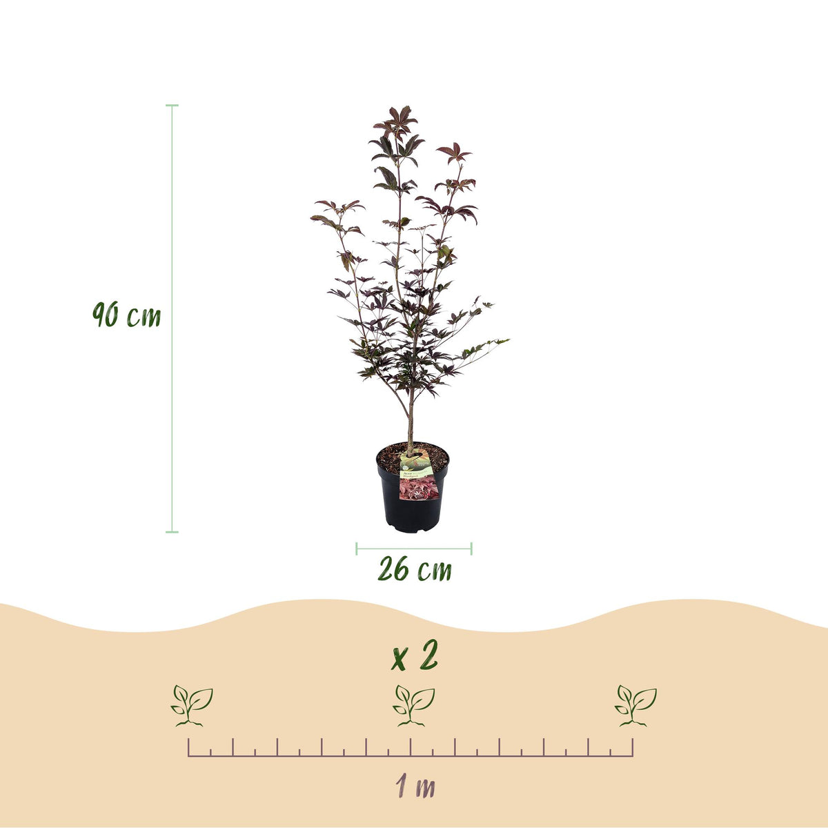 Green boutiQ - Plante de jardin - Acer palmatum Bloodgood - Érable du Japon - Caduc - Rouge - 1 - Pot 26cm - Hauteur 90cm