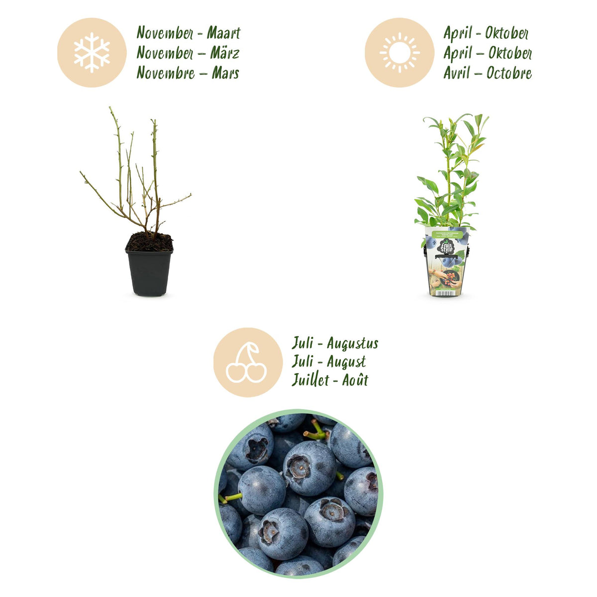 Green boutiQ - Plants fruitiers - Myrtille - Vaccinium corymbosum Northland - Rustique - 3 plantes - Pot 9 cm - Myrtille