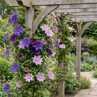 4x Clematis Duo Purple & Pink - Bosrank - Paars - Roze - Wit - Klimplant - Ø9cm - ↕35cm