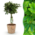 Green BoutiQ - Green is... Plantes d'intérieur - Schefflera Nora - Arbre à ombrelle - Peu d'entretien - avec panier - Vert - 1 plante - Pot 21cm - Hauteur 70-82cm