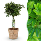 Green BoutiQ - Green is... Plantes d'intérieur - Schefflera Nora - Arbre à ombrelle - Peu d'entretien - avec panier - Vert - 1 plante - Pot 21cm - Hauteur 70-82cm