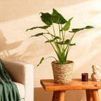 Green BoutiQ - Green is... Plantes d'intérieur - Alocasia Cucullata - Main de Bouddha - Entretien facile - Vert - 1 plante - Pot 21 cm - Hauteur 65-70 cm