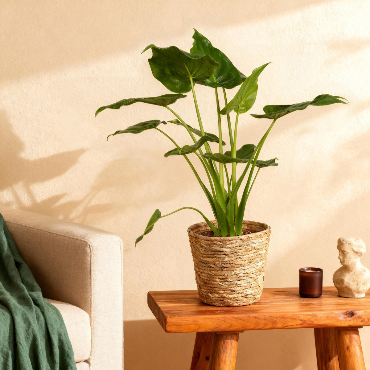 Green BoutiQ - Green is... Plantes d'intérieur - Alocasia Cucullata - Main de Bouddha - Entretien facile - Vert - 1 plante - Pot 21 cm - Hauteur 65-70 cm