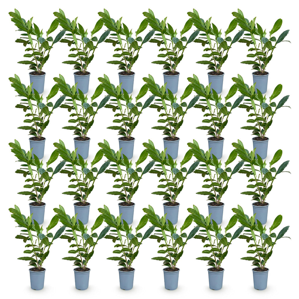 Green boutiQ - 24x Prunus laur. Caucasica - Laurier-cerise - Plantes de haie - Persistant - Vert - Pot 9 cm - Hauteur 25-35 cm