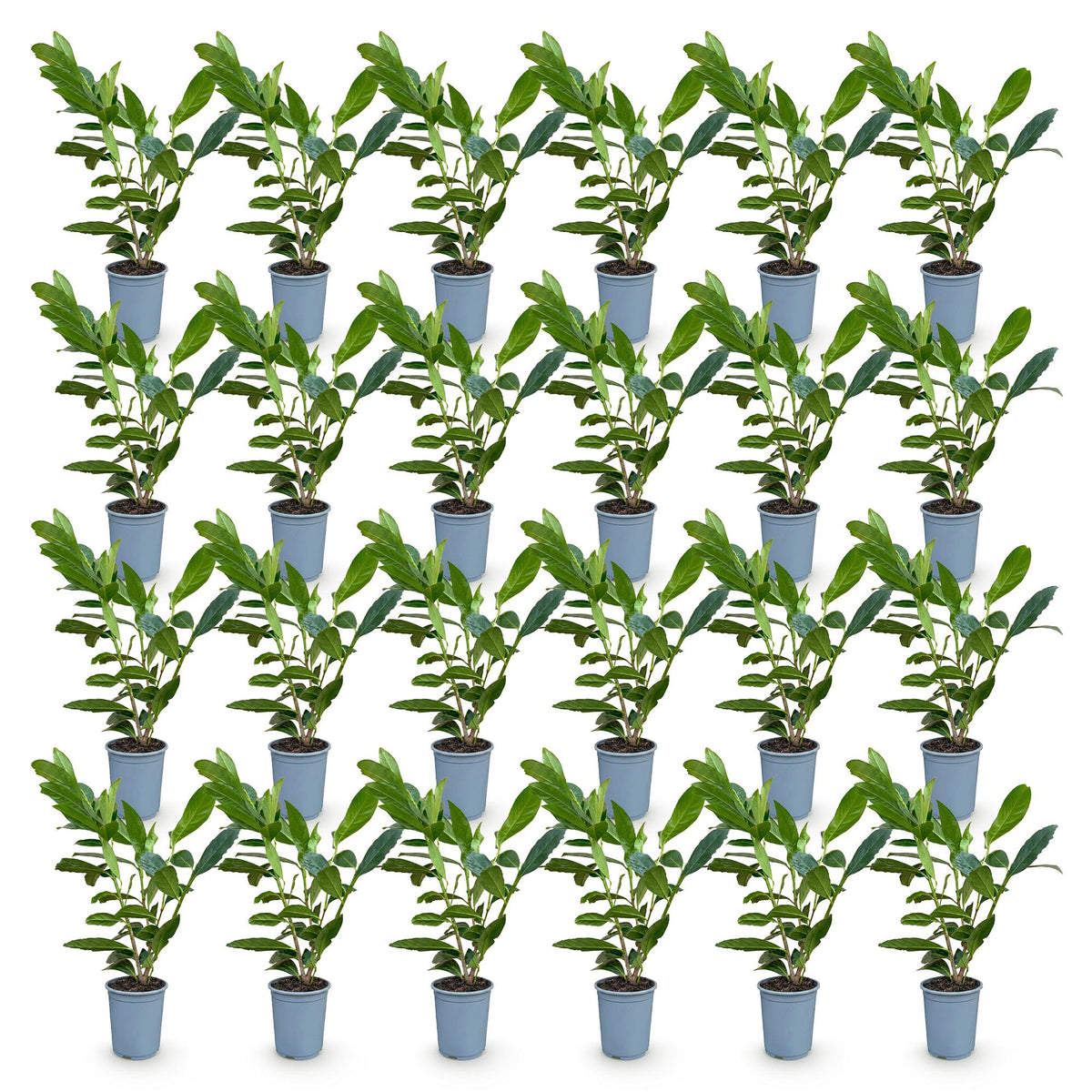 Green boutiQ - 24x Prunus laur. Caucasica - Laurierkers - Haagplanten - Groenblijvend - Groen - Pot 9cm - Hoogte 25-35cm