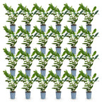 Green boutiQ - 24x Prunus laur. Caucasica - Laurier-cerise - Plantes de haie - Persistant - Vert - Pot 9 cm - Hauteur 25-35 cm