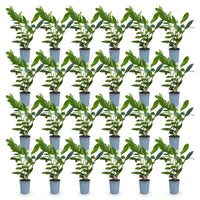 Green boutiQ - 24x Prunus laur. Caucasica - Laurierkers - Haagplanten - Groenblijvend - Groen - Pot 9cm - Hoogte 25-35cm