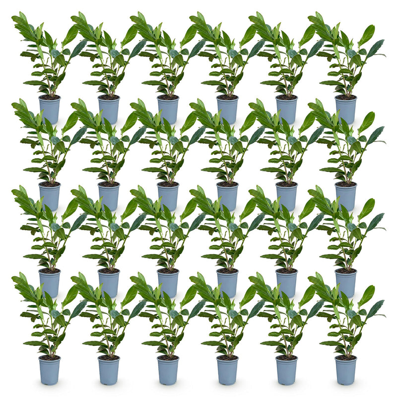 Green boutiQ - 24x Prunus laur. Caucasica - Laurierkers - Haagplanten - Groenblijvend - Groen - Pot 9cm - Hoogte 25-35cm