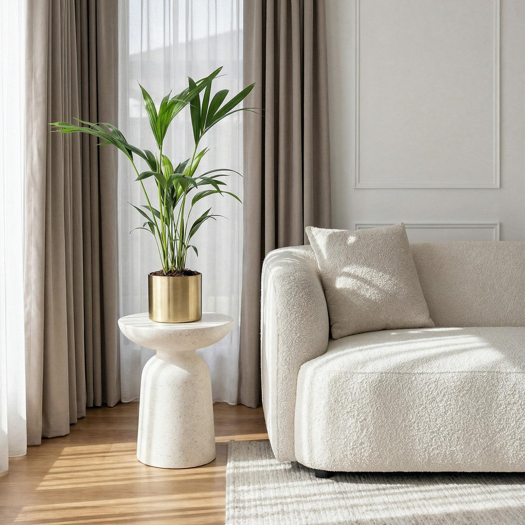 Green boutiQ - Zimmerpflanze - Howea Forsteriana - Kentia-Palme - Pflegeleicht - Grün - 2 Pflanzen - Topf 17cm - Höhe 70-75cm