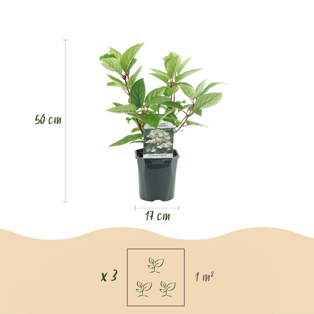 Green boutiQ - Rispenhortensie - Hydrangea paniculata Wims Red - Blüte Weiß Rot - 3 Pflanzen - 1 m2 - Laubabwerfend - Große Blüten - Topf 17cm Höhe 50cm