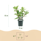 Green boutiQ - Rispenhortensie - Hydrangea paniculata Wims Red - Blüte Weiß Rot - 3 Pflanzen - 1 m2 - Laubabwerfend - Große Blüten - Topf 17cm Höhe 50cm