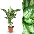Green BoutiQ - Green is... Plantes d'intérieur - Dieffenbachia Tropic Snow - Dieffenbachia - Peu d'entretien - Vert - 1 plante - Pot 21cm - Hauteur 90-100cm