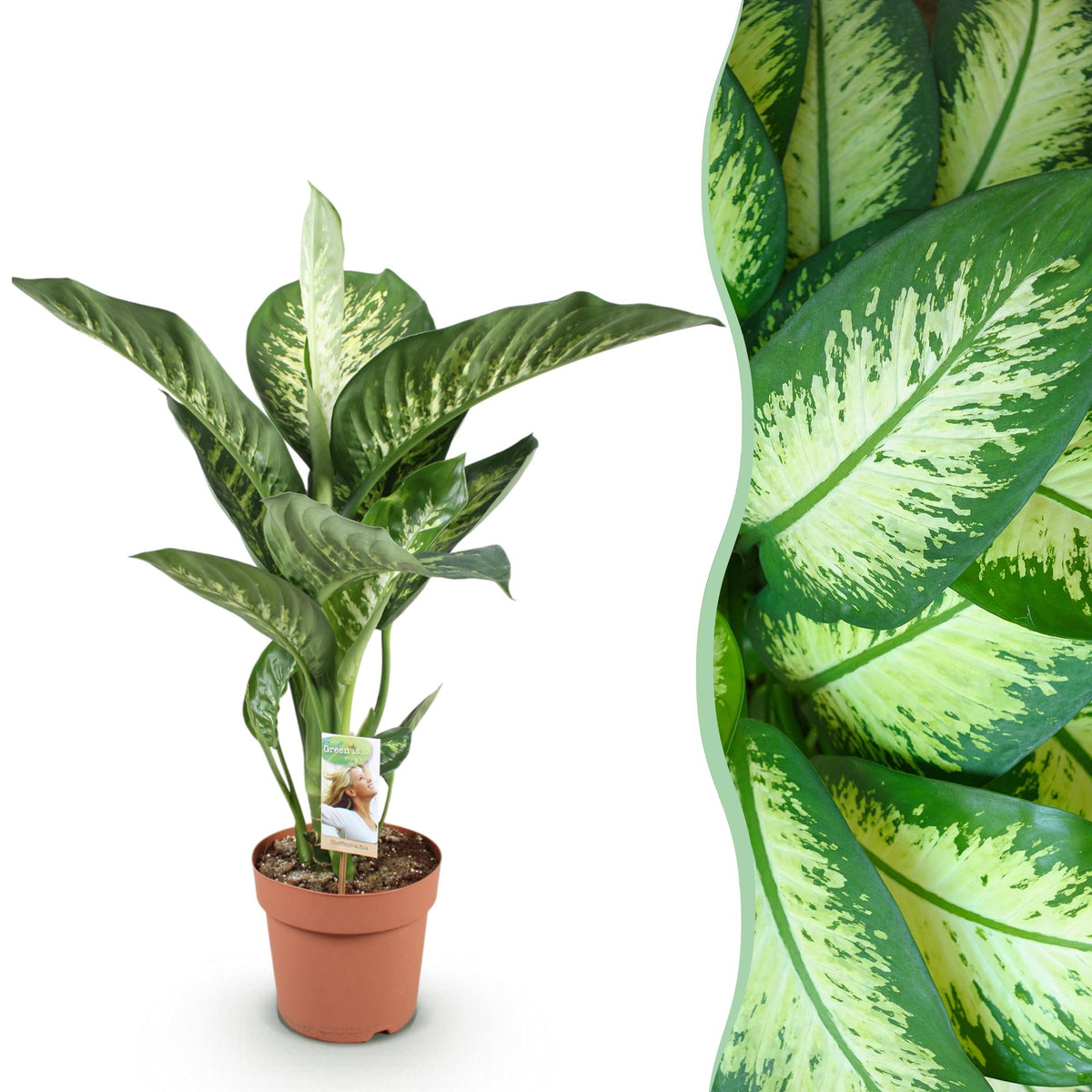 Green BoutiQ - Green is... Plantes d'intérieur - Dieffenbachia Tropic Snow - Dieffenbachia - Peu d'entretien - Vert - 1 plante - Pot 21cm - Hauteur 90-100cm