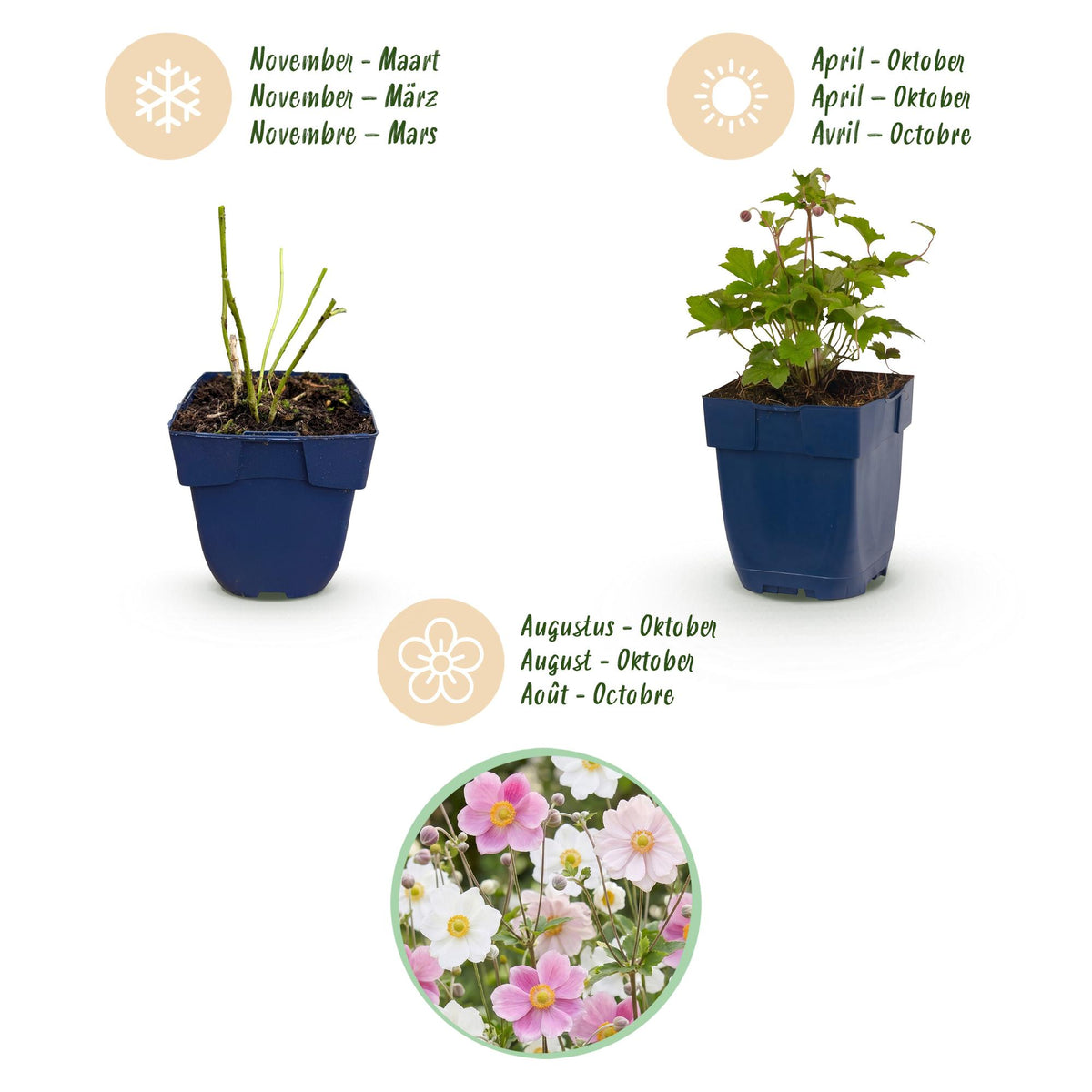 Green boutiQ - Stauden - Anemone Tricolour - Herbst-Anemone - Schatten - Dunkelrosa - Rosa - Weiß - 12 Pflanzen - Topf 11 cm - Höhe 15-25 cm