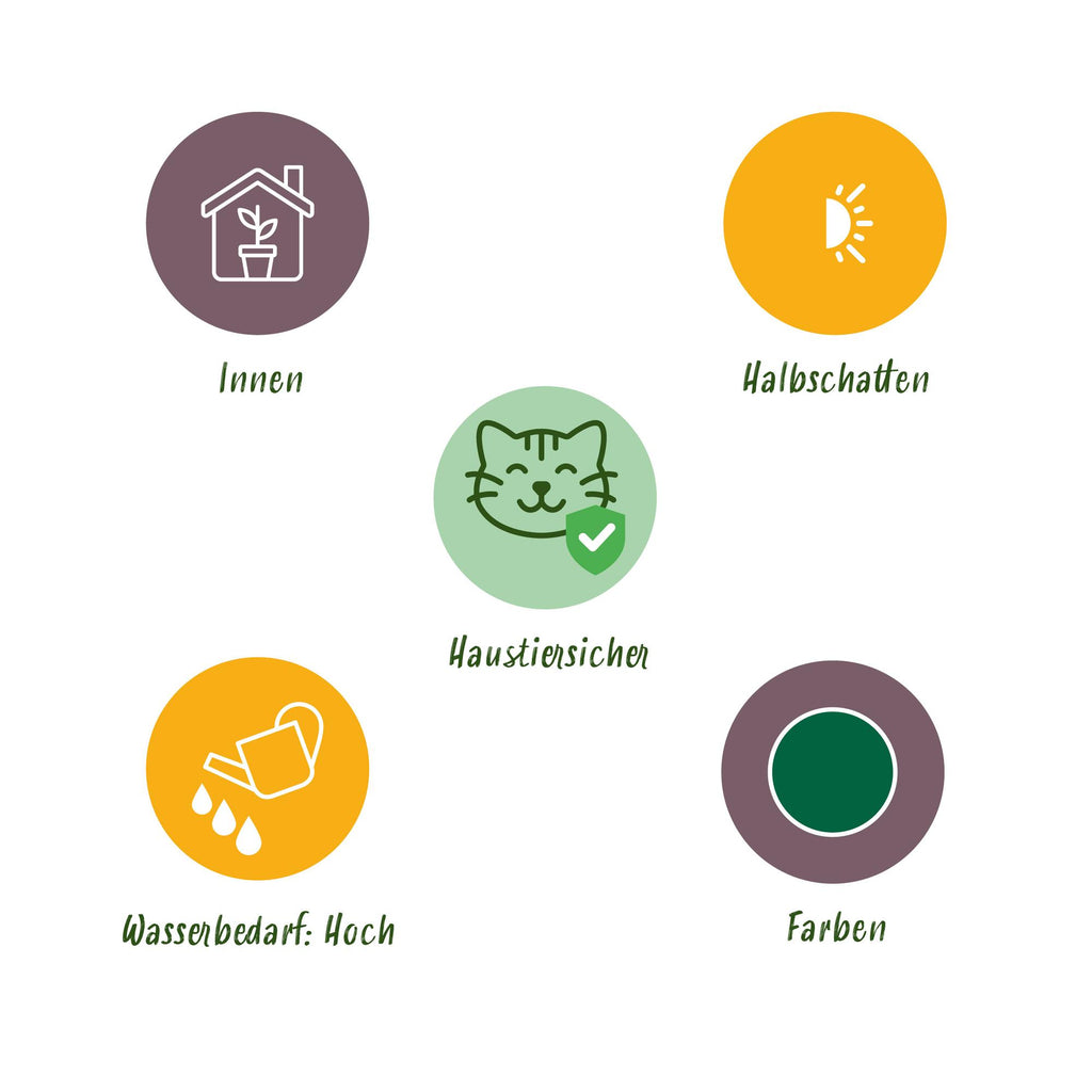 Green boutiQ - Zimmerpflanze - Cyperus alternifolius Zumula - Katzengras - Haustierfreundlich - Grün - 4 Pflanzen - Topf 12cm - Höhe 28-30cm
