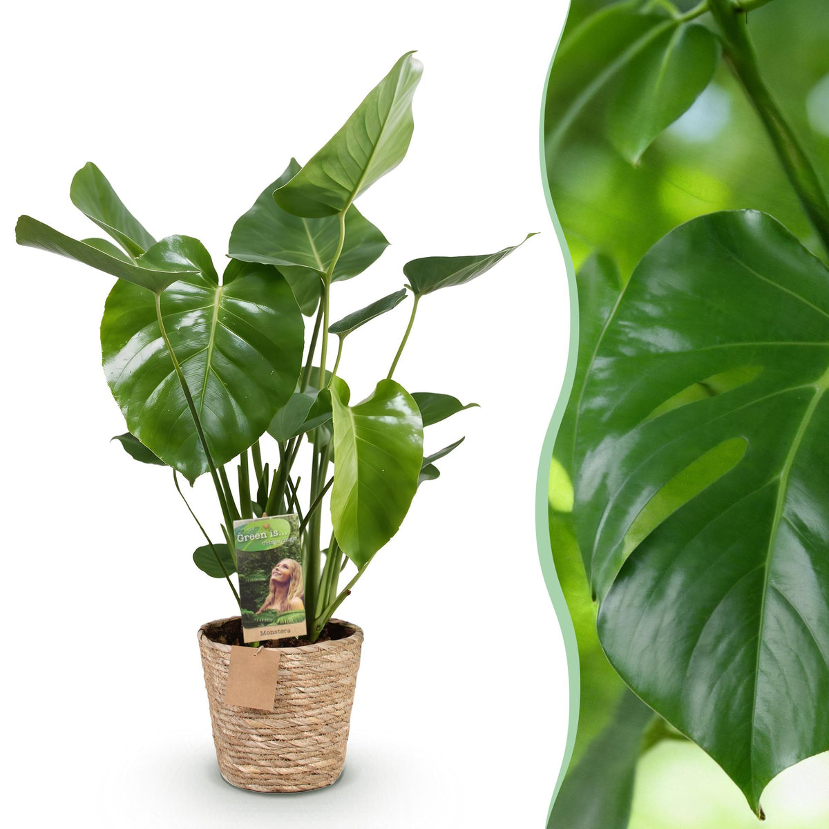 Green BoutiQ - Green is... Kamerplanten - Monstera Deliciosa - Gatenplant - Weinig onderhoud - met mand - Groen - 1 Plant - Pot 21cm - Hoogte 70-80cm
