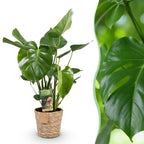 Green BoutiQ - Green is... Plantes d'intérieur - Monstera Deliciosa - Plante à trous - Peu d'entretien - avec panier - Vert - 1 plante - Pot 21cm - Hauteur 70-80cm