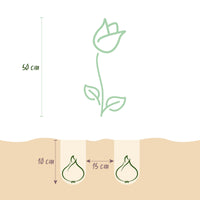 Green boutiQ - Bloembollen - Tulp Triumph White - Kleur Wit - 15 stuks - Bolmaat 11/12 - XXL Pack