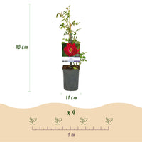 Green boutiQ - Klimroos - Rosa Red Queen - Bloem Rood - Weinig onderhoud - 2 planten - Pot 11cm Hoogte 40cm