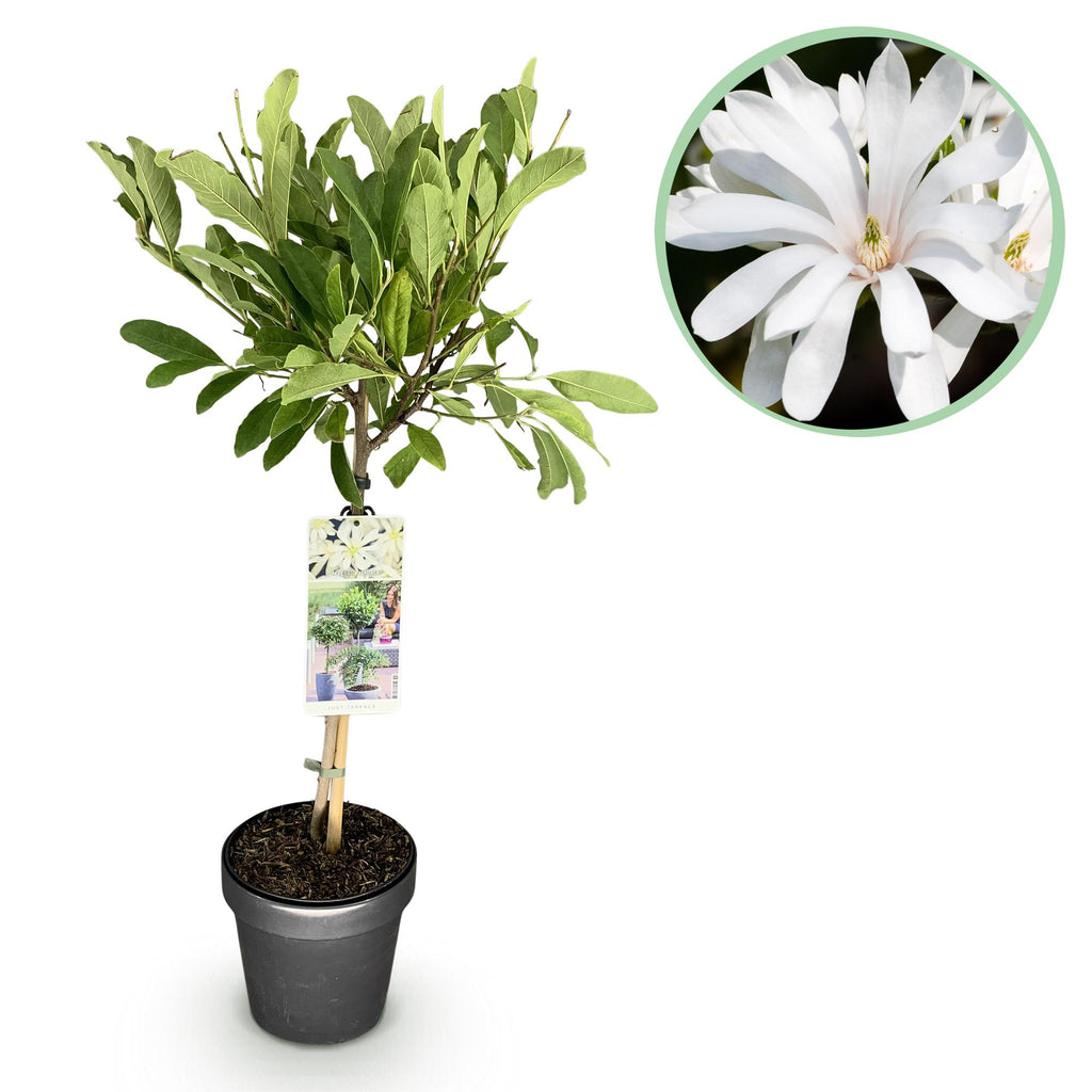 Green boutiQ - Plante sur tige - Magnolia stellata - Plante de terrasse - Caduc - Rustique - Fleur blanche - Pot 19cm Hauteur 90cm
