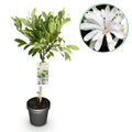 Green boutiQ - Plante sur tige - Magnolia stellata - Plante de terrasse - Caduc - Rustique - Fleur blanche - Pot 19cm Hauteur 90cm