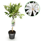 Green boutiQ - Plante sur tige - Magnolia stellata - Plante de terrasse - Caduc - Rustique - Fleur blanche - Pot 19cm Hauteur 90cm