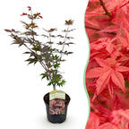 Green boutiQ - Terrassenpflanze - Japanischer Fächerahorn - Acer palmatum Atropurpureum - Violett - 1 Pflanze - Laubabwerfend - Topf 19 cm Höhe 70 cm