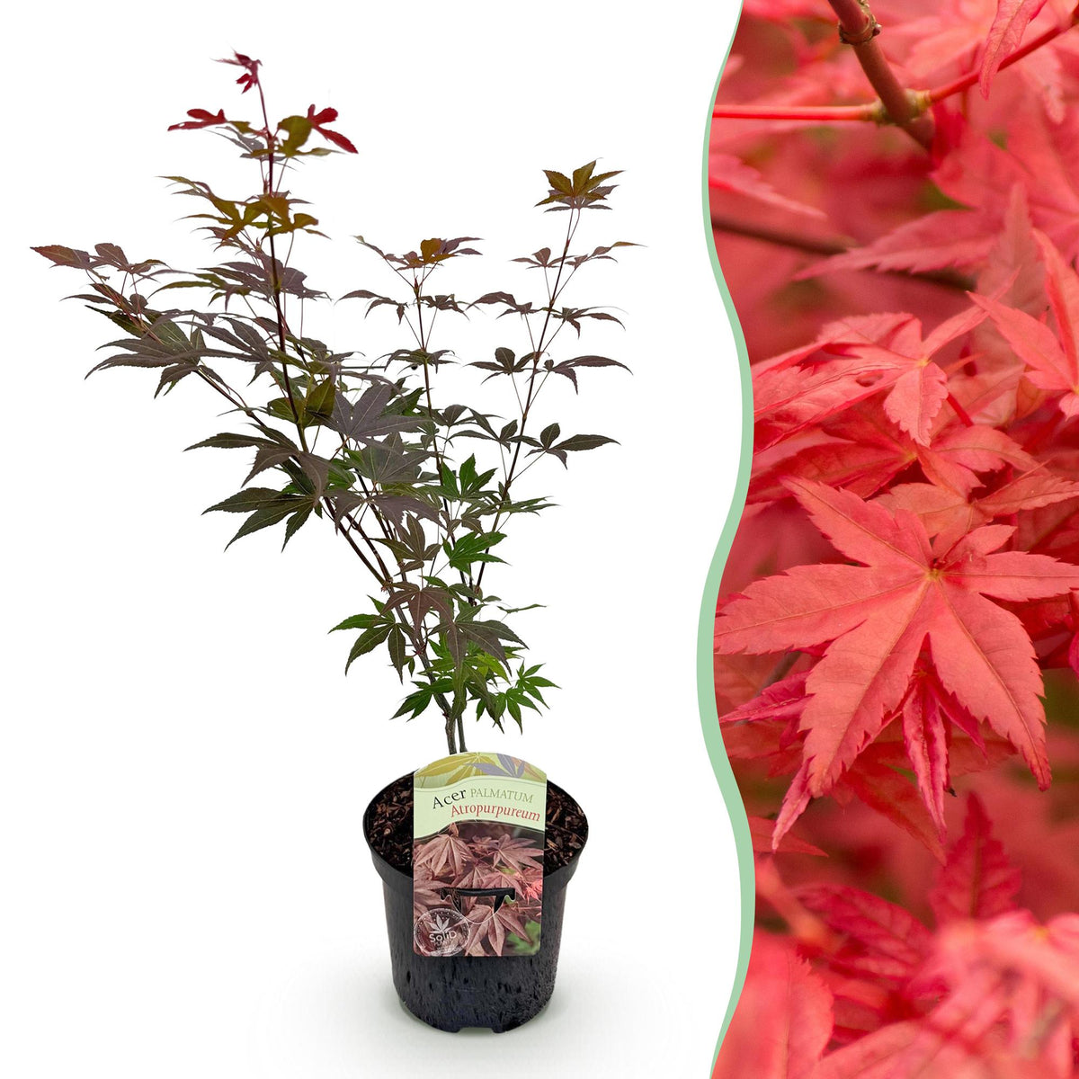 Green boutiQ - Plante de terrasse - Érable du Japon - Acer palmatum Atropurpureum - Pourpre - 1 plante - Caduc - Pot 19cm Hauteur 70cm