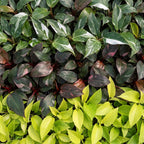 3x Baby Philodendron Tricolour - White - Pink - Yellow - Green - Tropical - incl. Copper Reef - Ø6cm - ↕10-15cm